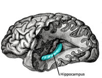 200px-Gray739-emphasizing-hippocampus.png