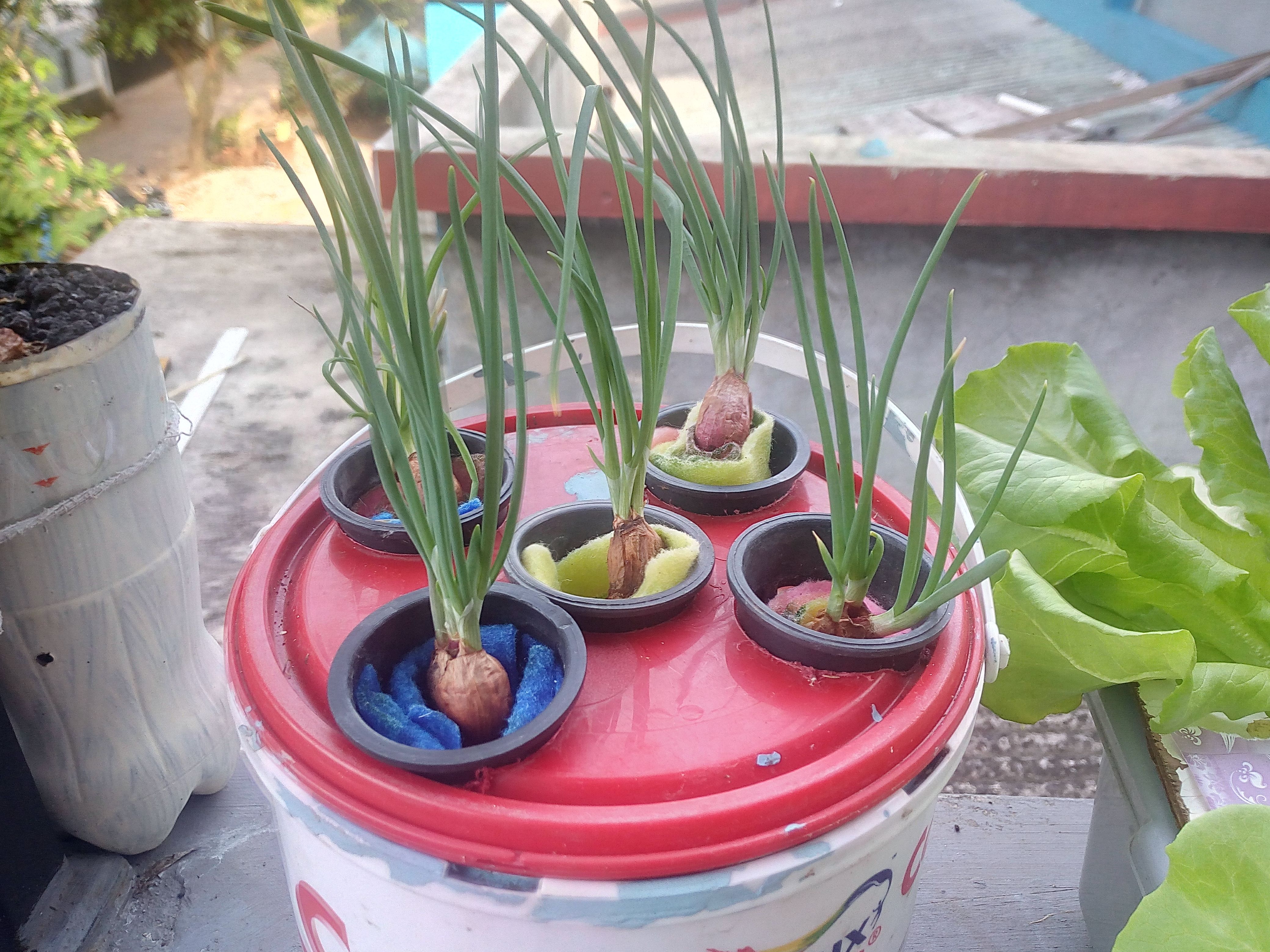 Hydroponic onion Bawang merah ihidroponiki a Steemit