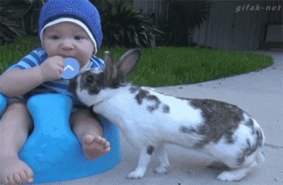 rabbit.gif