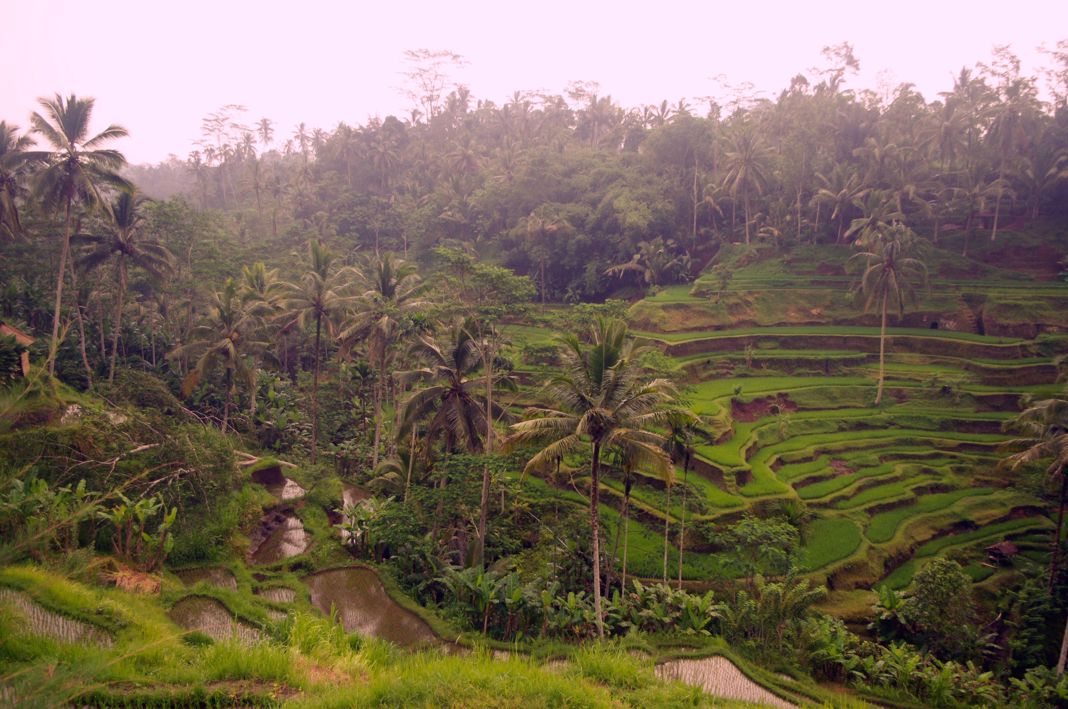 rice terraces.jpg