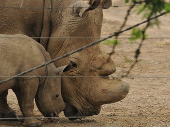 BLOG-Ringo-Sudan-Ol-Pejeta-enclosure.jpg