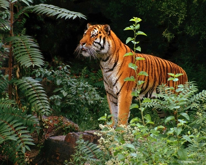 nature animals tigers outdoors 1280x1024 wallpaper_www.animalhi.com_56.jpg