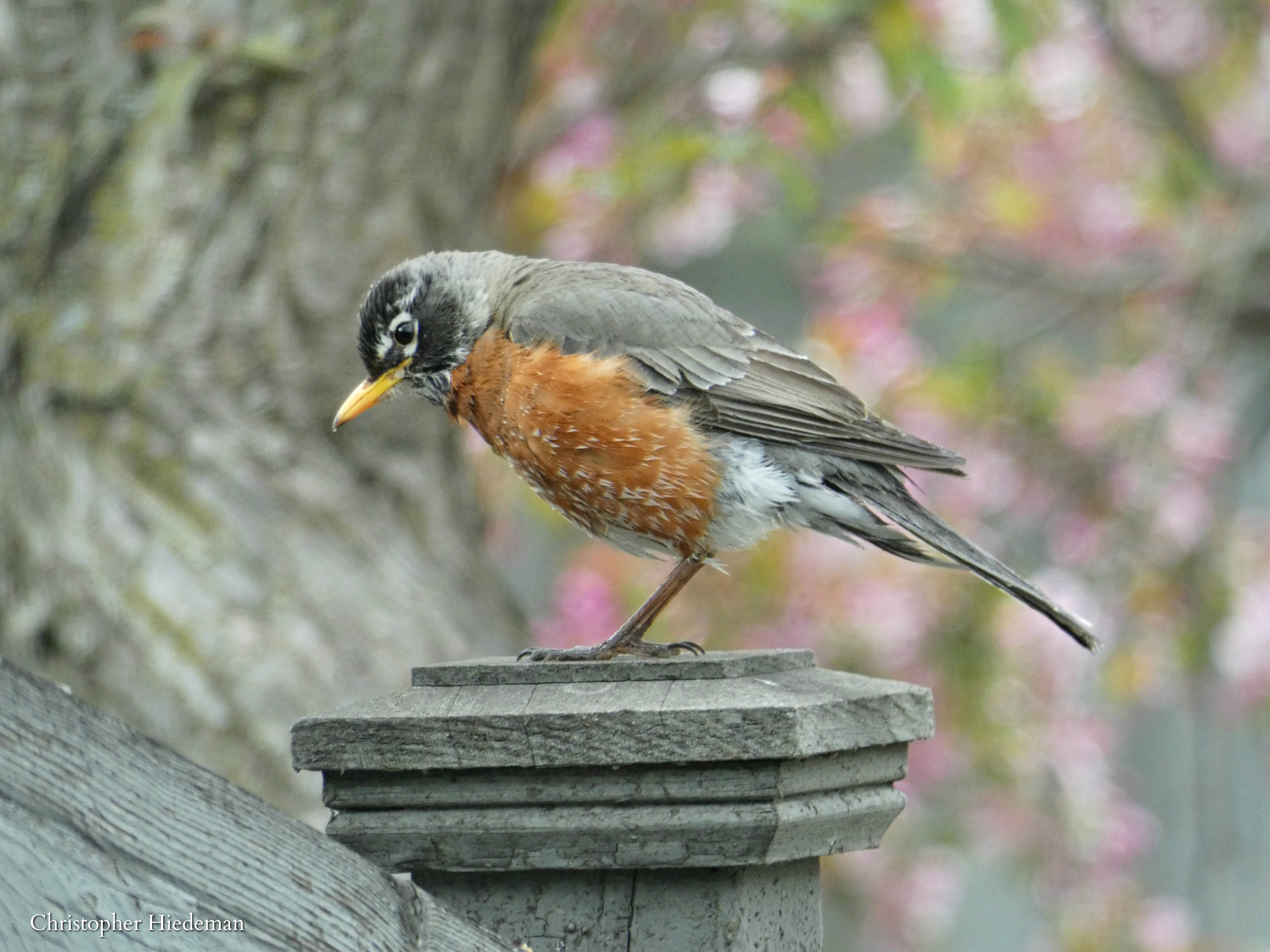 Robin number 2 e2 wm.jpg