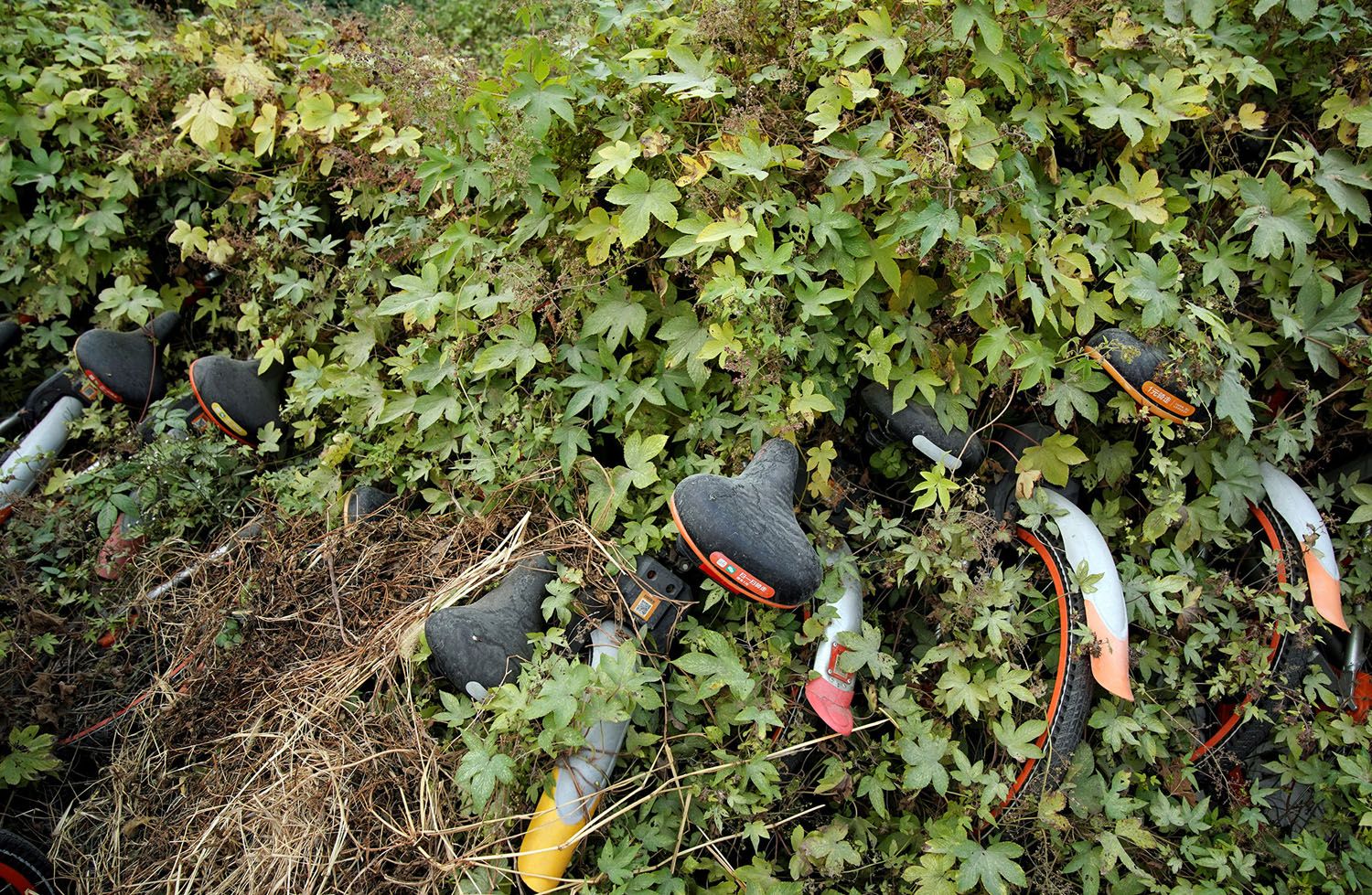 bici06-abandonadas.jpg