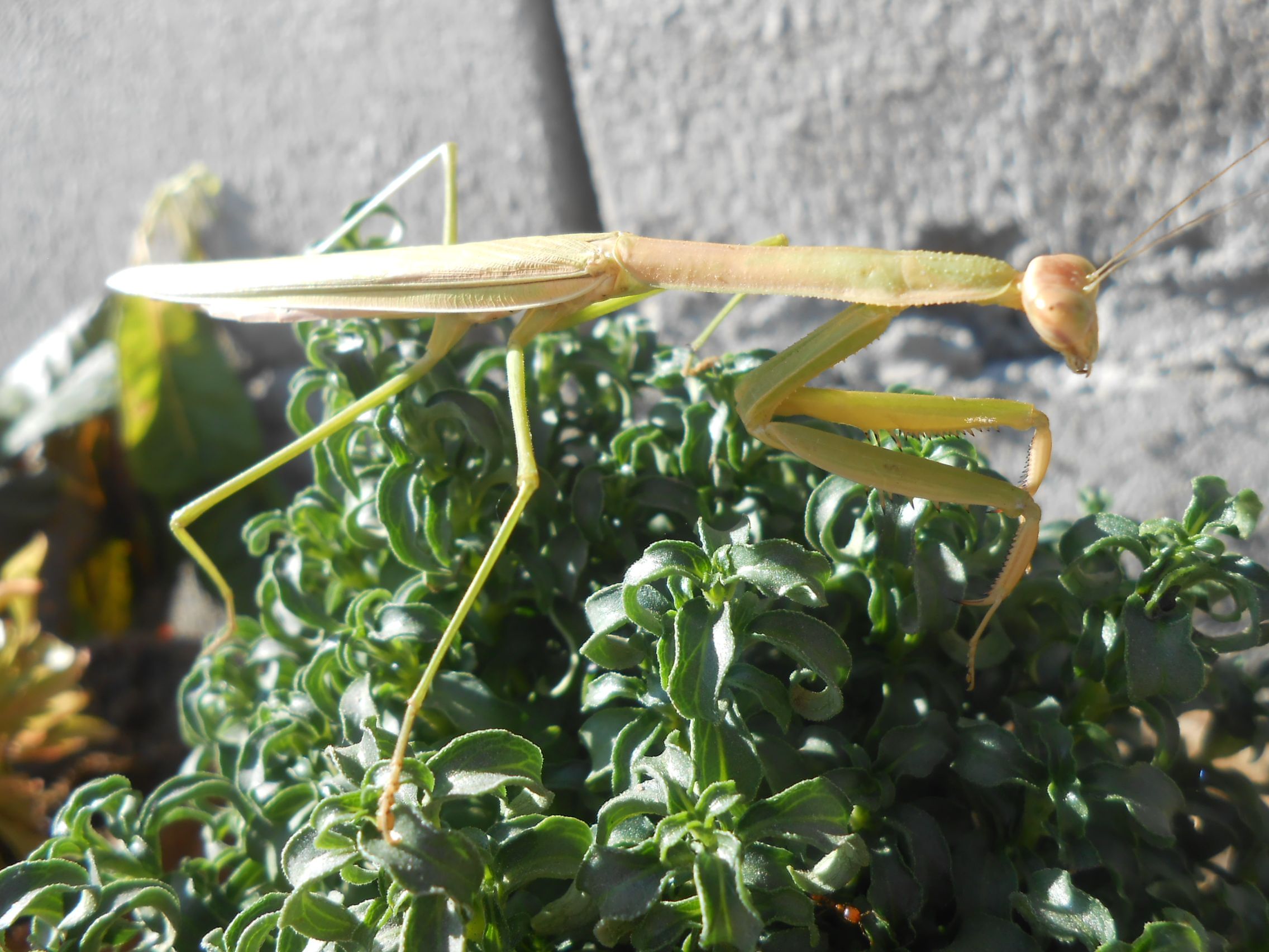 Praying Mantis Insect In Spanish