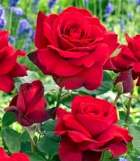 Flowers 1 Roses Bunga Mawar Steemit