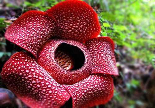 raflesia-arnoldii-bengkulu.jpg