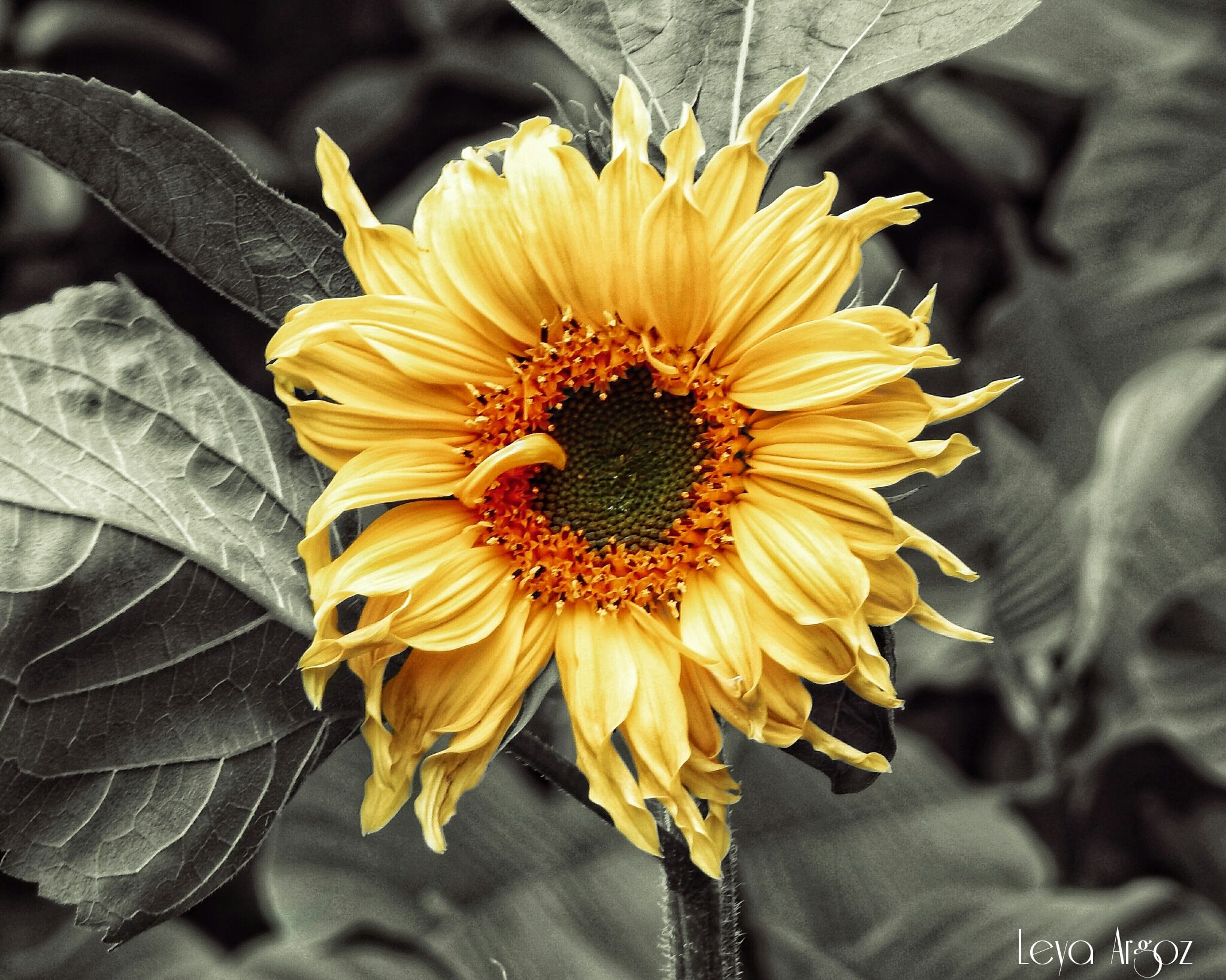 PhotoEditor-1512156089915-01.jpg