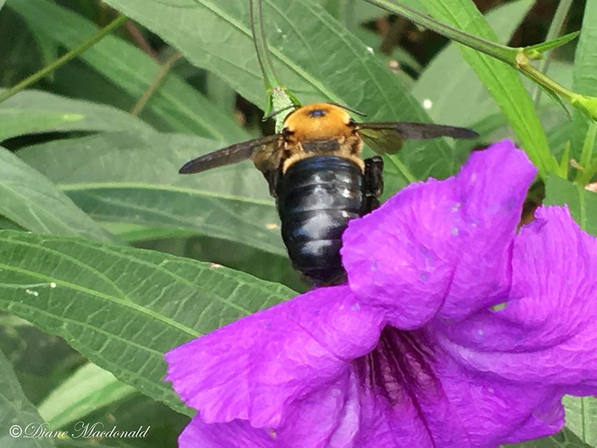 Bee Mexican petunia-3.jpg