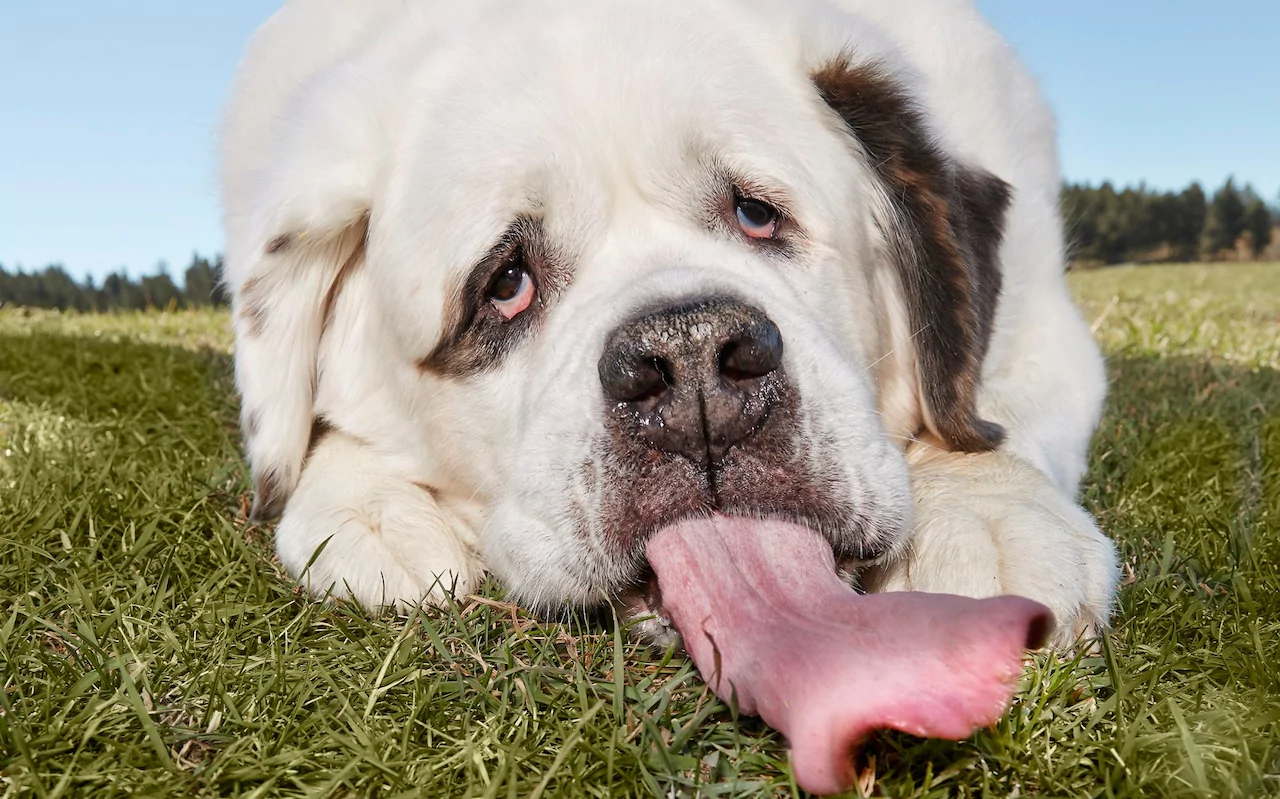 Long the dog has. Большие добрые собаки. Огромная красивая собака. Здоровая собака. Очень красивые собаки большие.