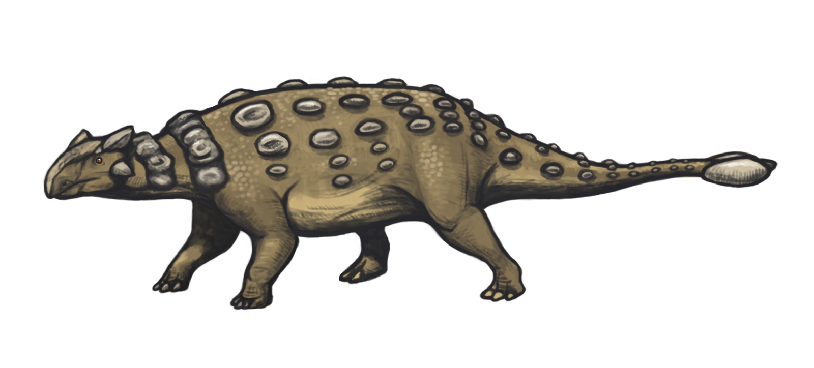 Ankylosaurus_magniventris_reconstruction.png