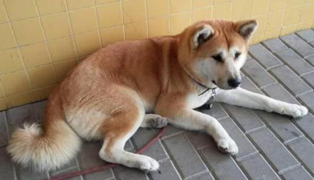 Benign Dogs Steemit
