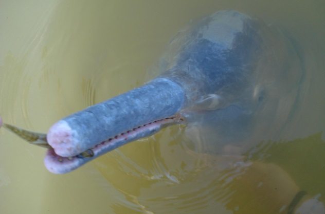Inia-araguaiaensis.jpg