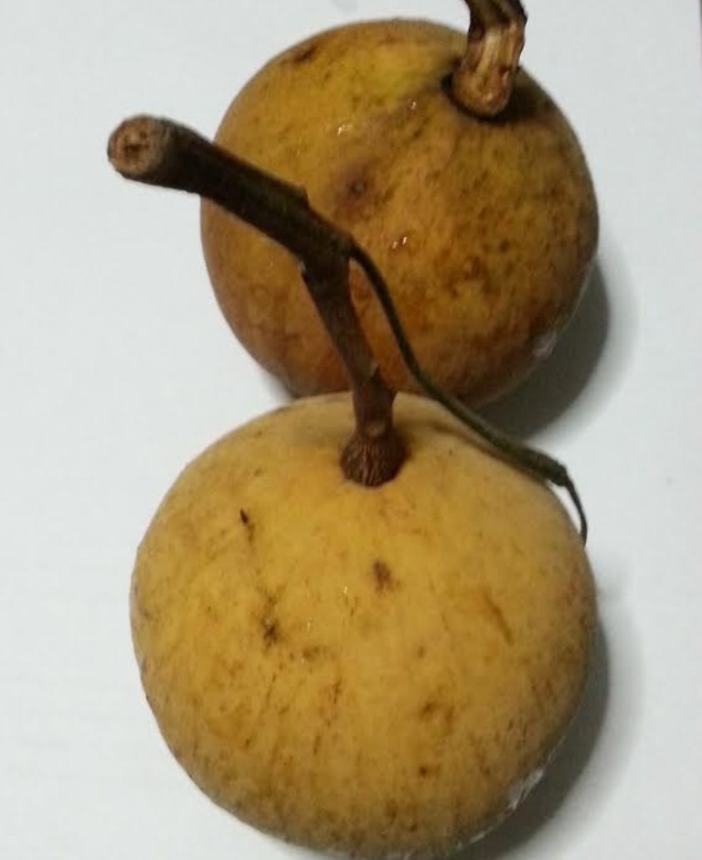 santol4.jpg