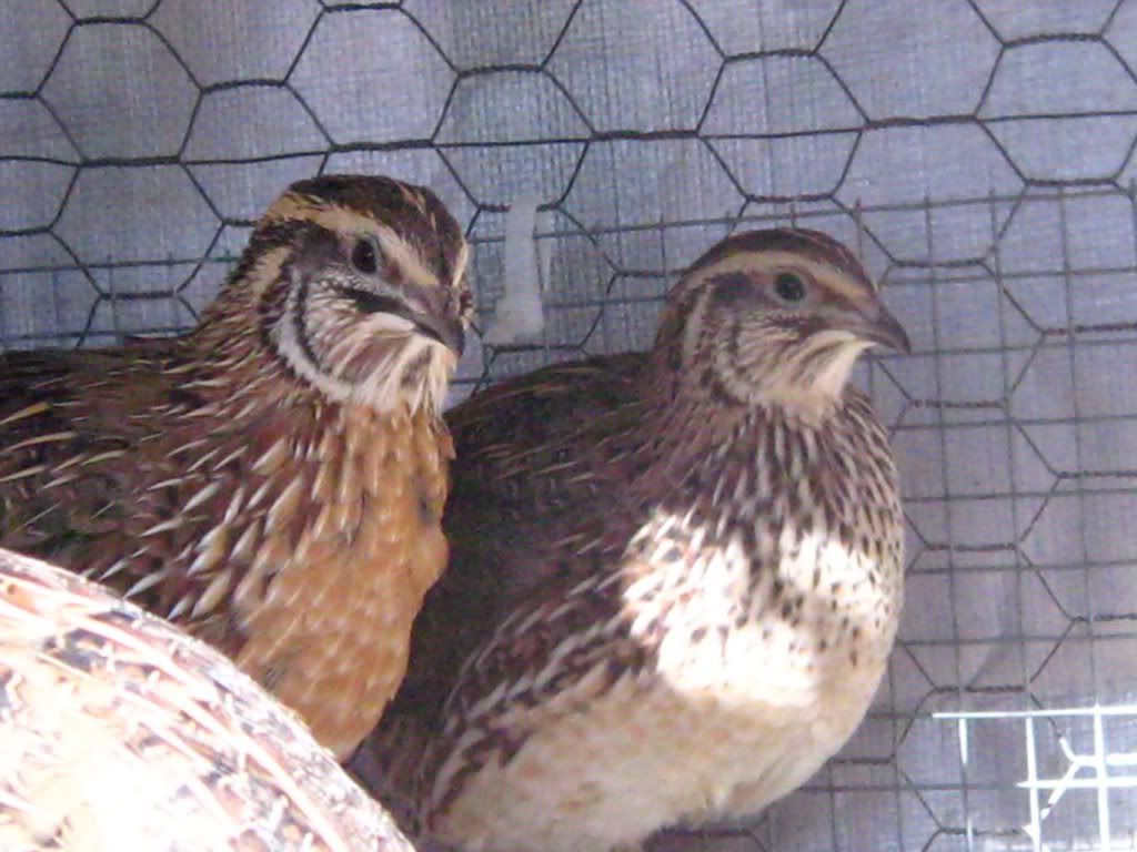 Benefits Of Raising Quails For Meat And Eggs Steemit