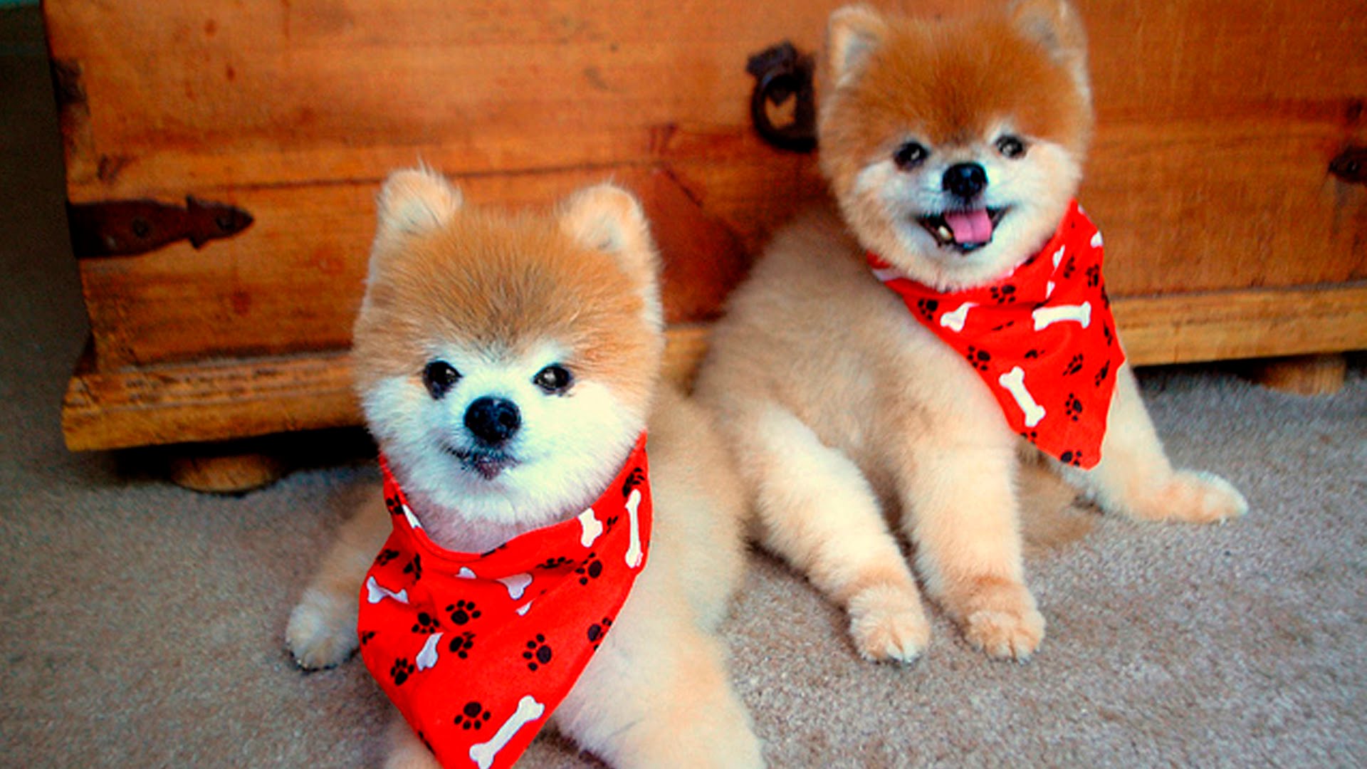 cute-dogs-14.jpg