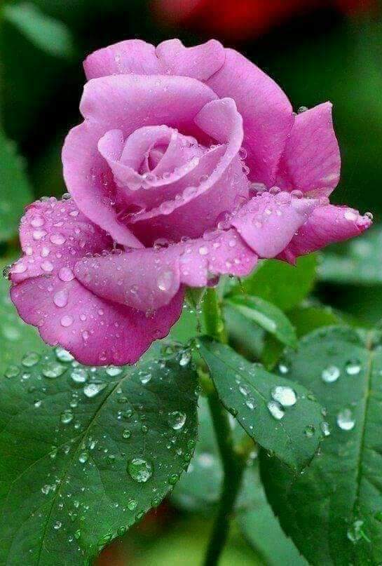 Good Morning All Friends I Love You Have A Nice Day Steemit