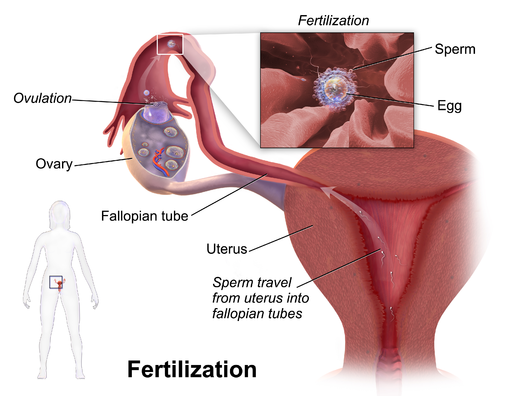 Blausen_0404_Fertilization.png