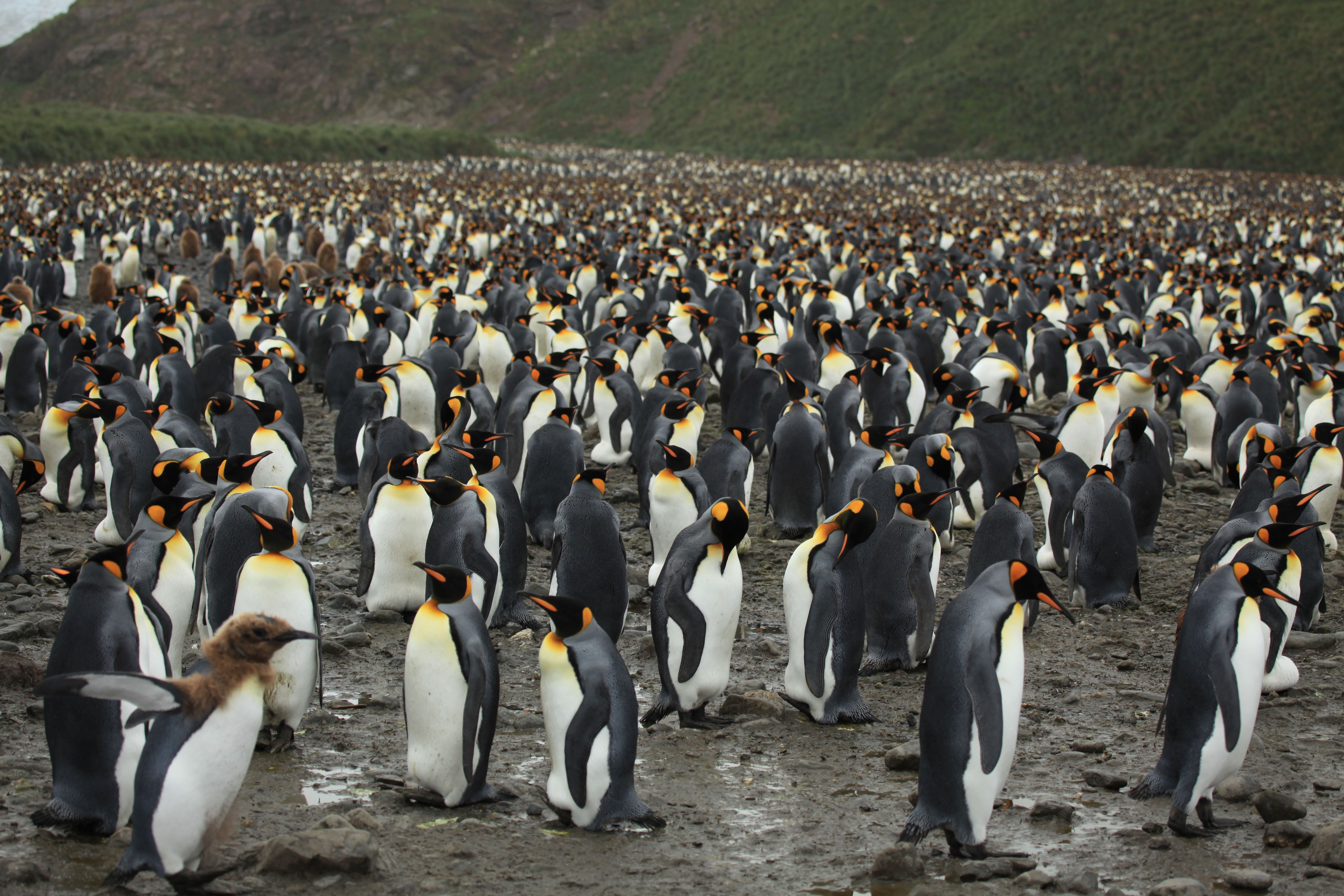 King_Penguins_at_Salisbury_Plain_(5719368307) By Liam Quinn from Canada - King Penguins at Salisbury Plain, CC BY-SA 2.0, httpscommons.wikimedia.orgwindex.phpcurid=24445796.jpg