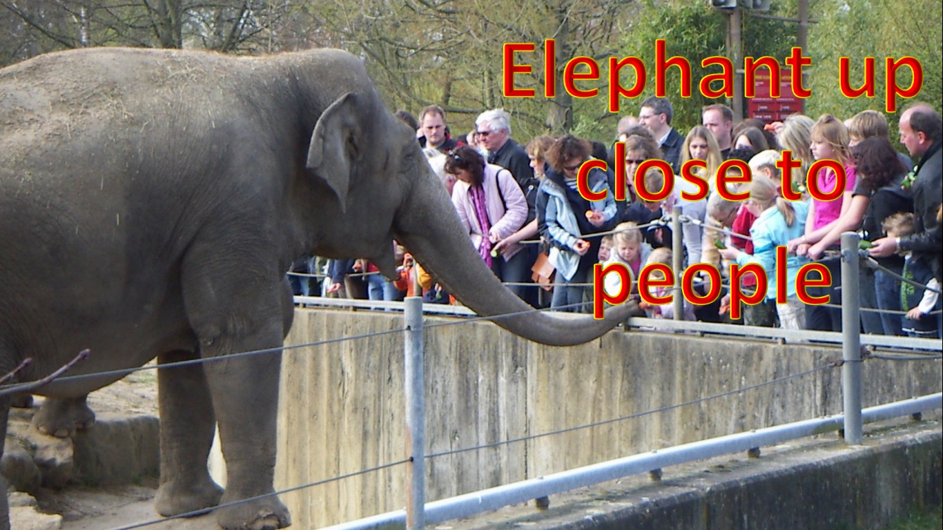 ZooElephant.jpg