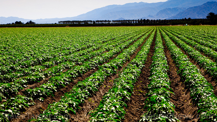 Field-Plants-Nature-Crops.jpg