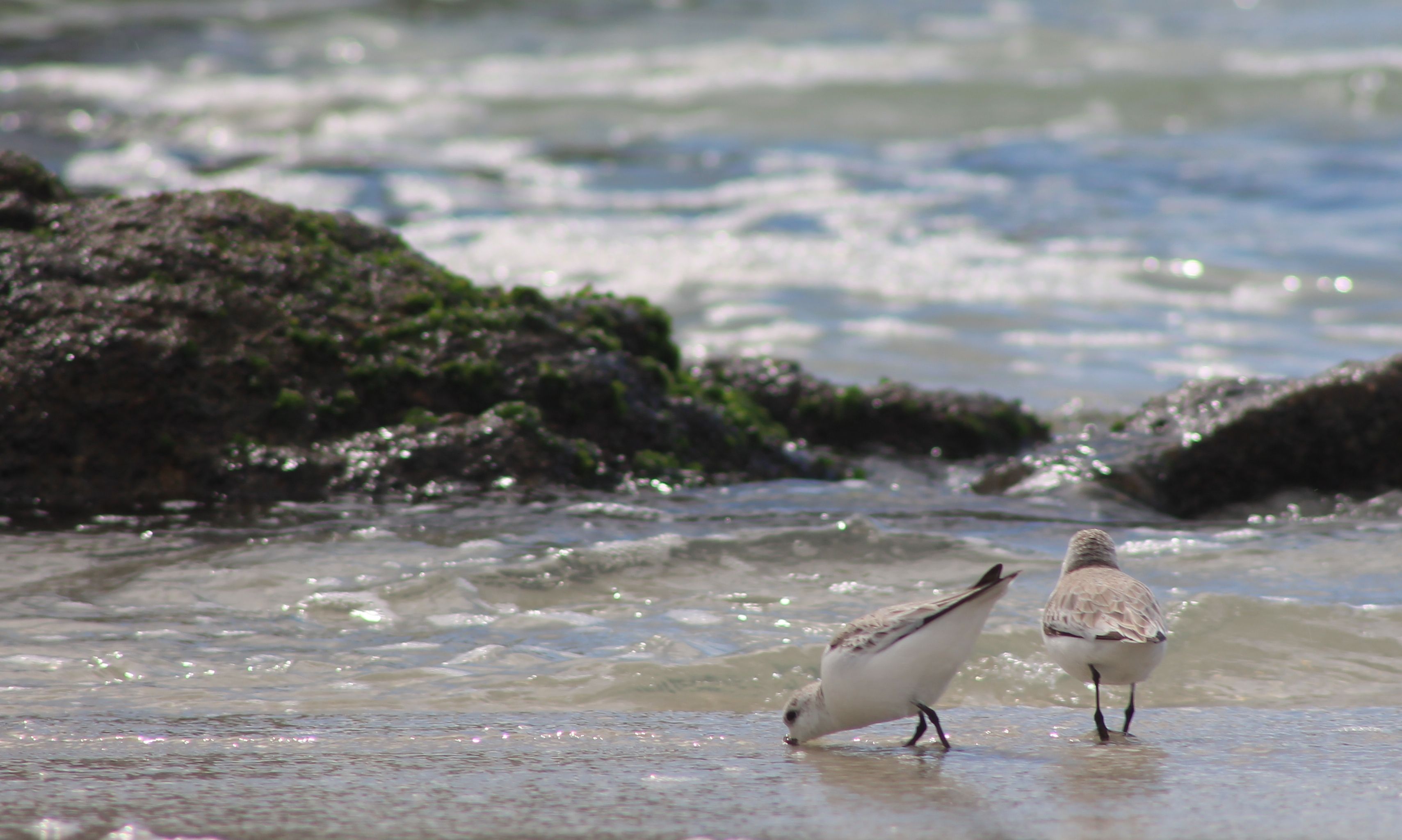 crab_birds_missed.jpg