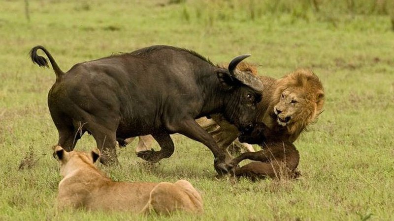 lion_attack_brutal_buffalo.width-800.jpg