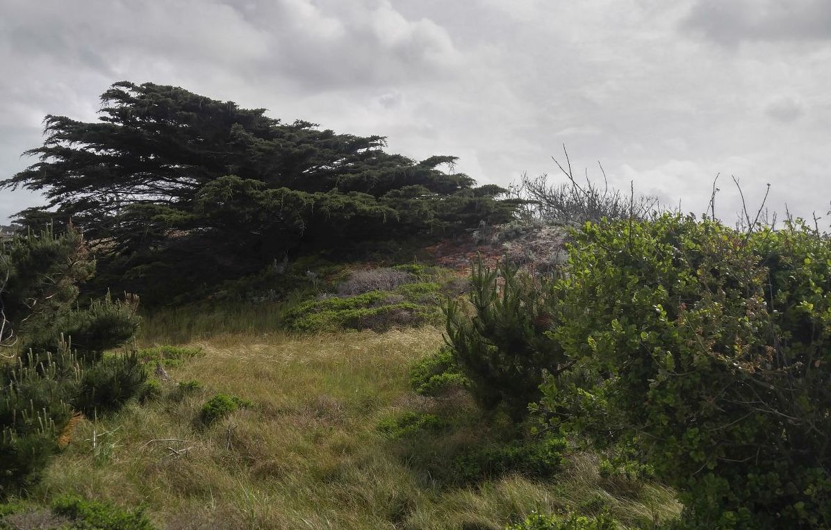 20170407_161107_HDR - Asilomar Grounds - detail.jpg