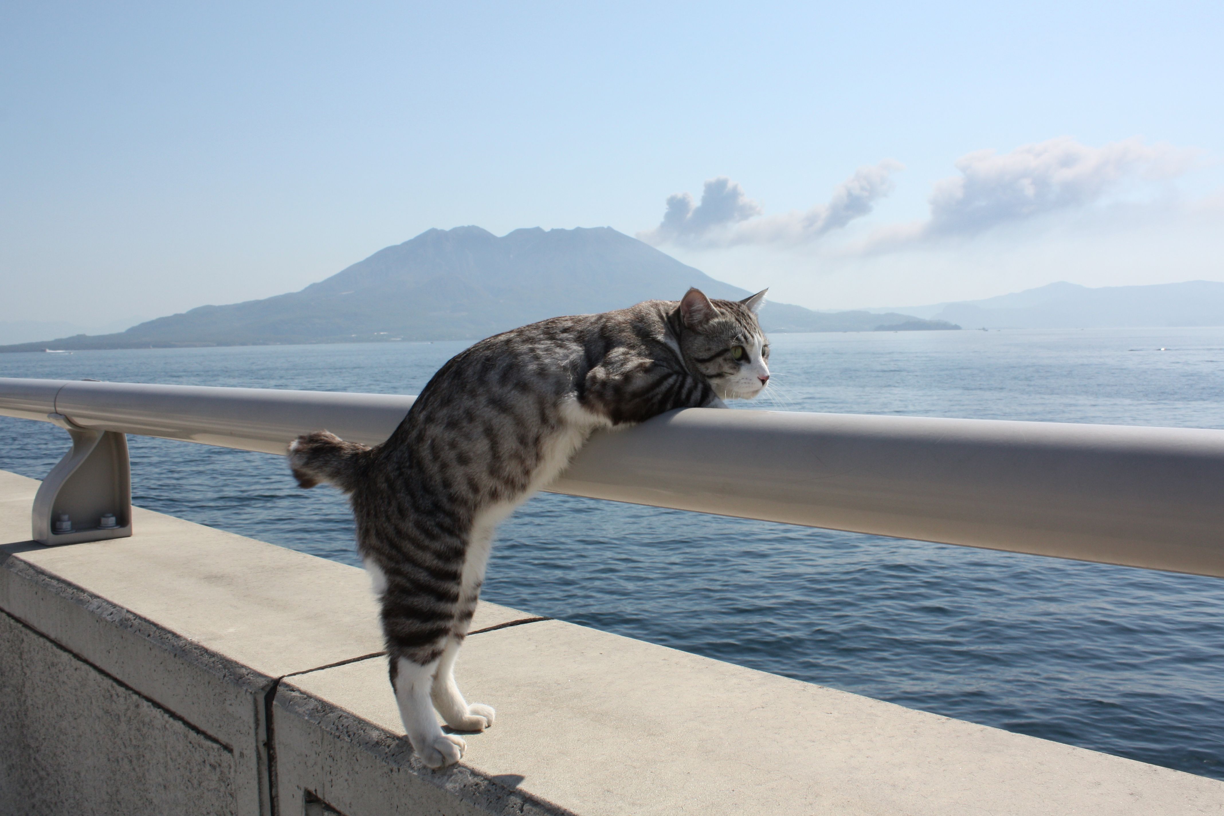 野良猫ニャン吉、自己紹介します — Steemit