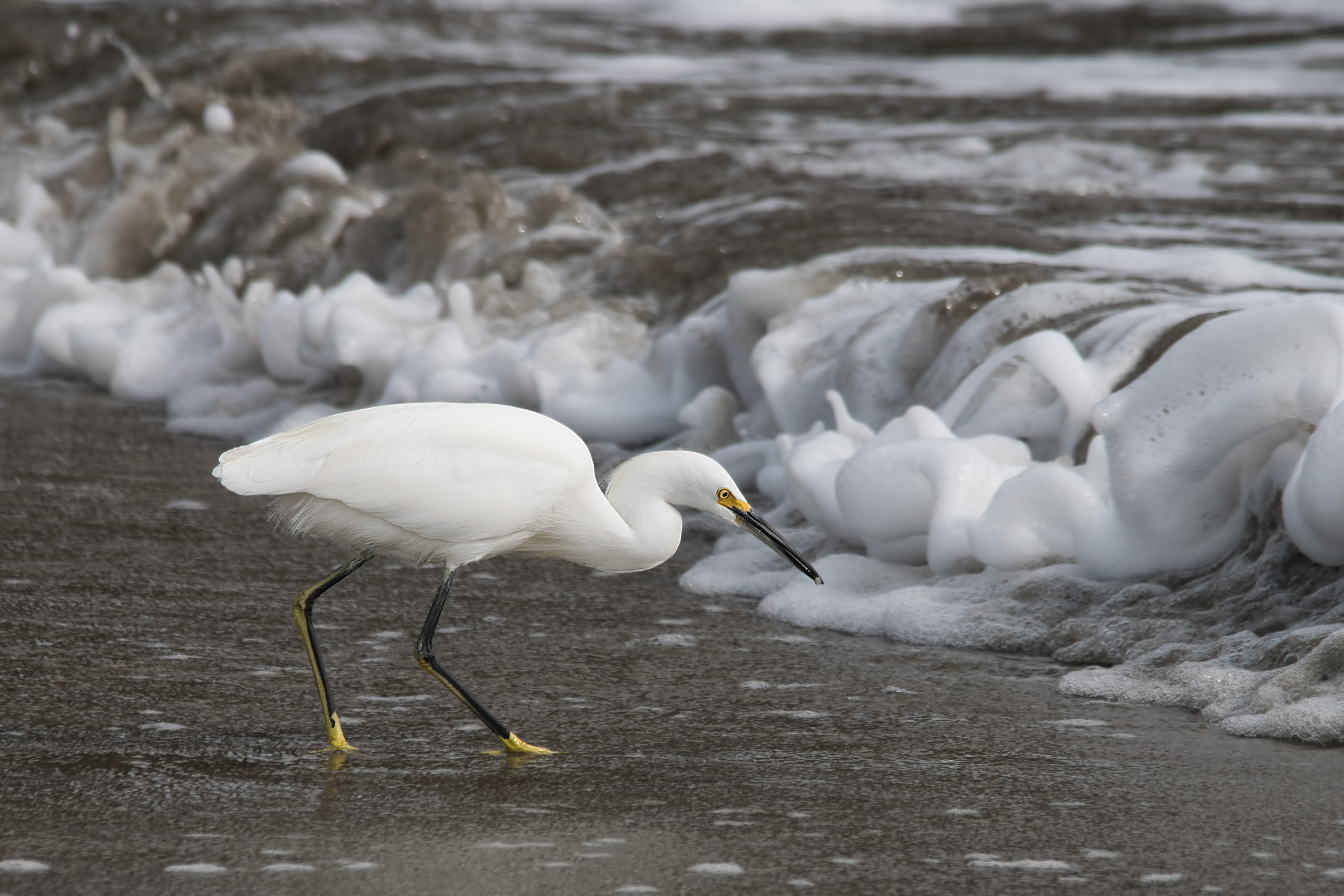 Snowy Egret at waters edge.jpg