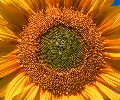 Sunflower_sky_backdrop-.jpg