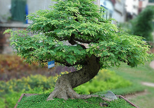 bonsai2.png