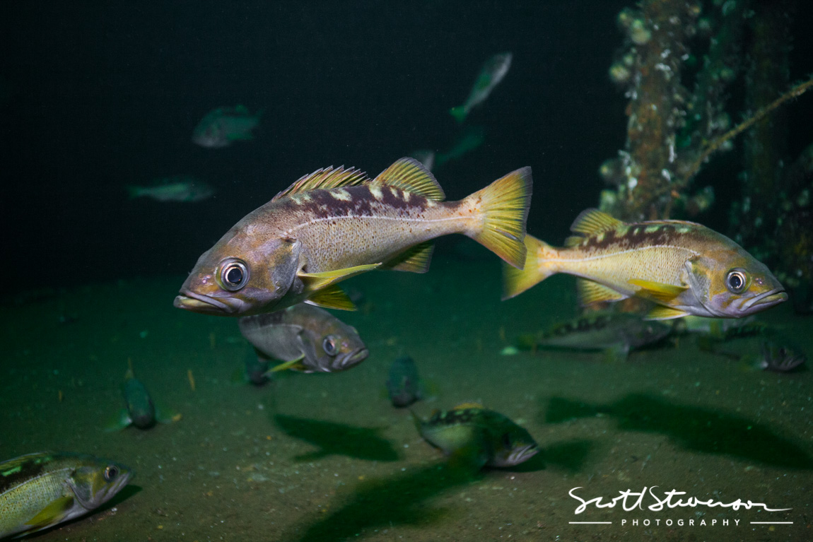 Yelloweye Rockfish-2.jpg