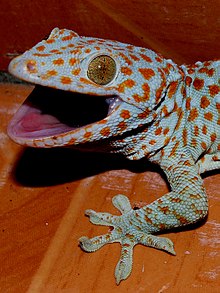 220px-Tokay.jpg