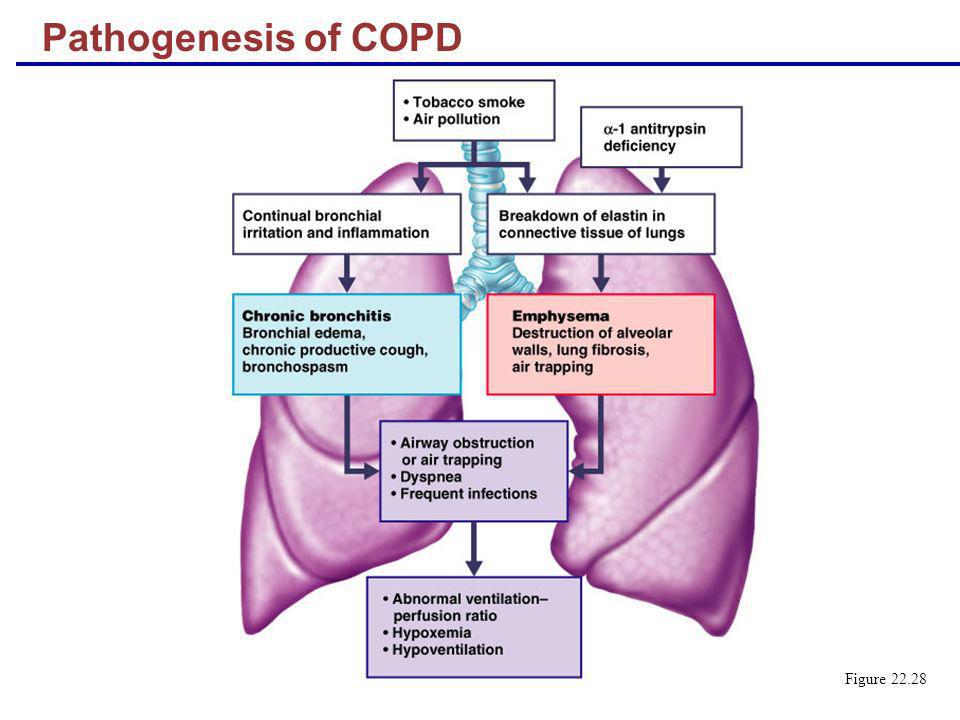 Pathogenesis+of+COPD+Figure+22.28.jpg