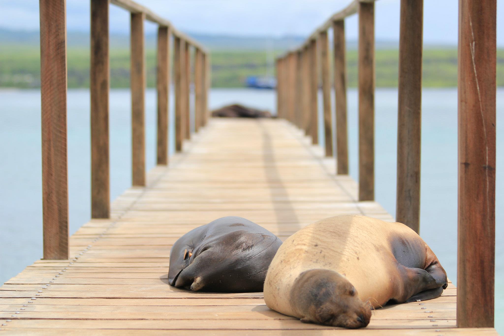 EdgarMaveGalapFocas.jpg