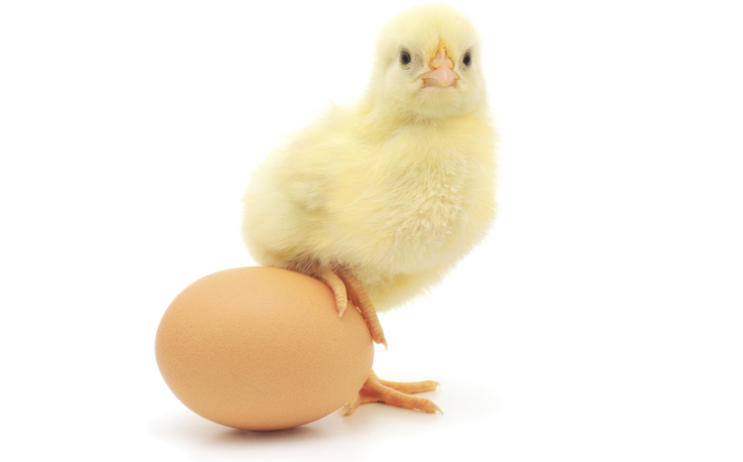 chicken-and-egg-resized1.png