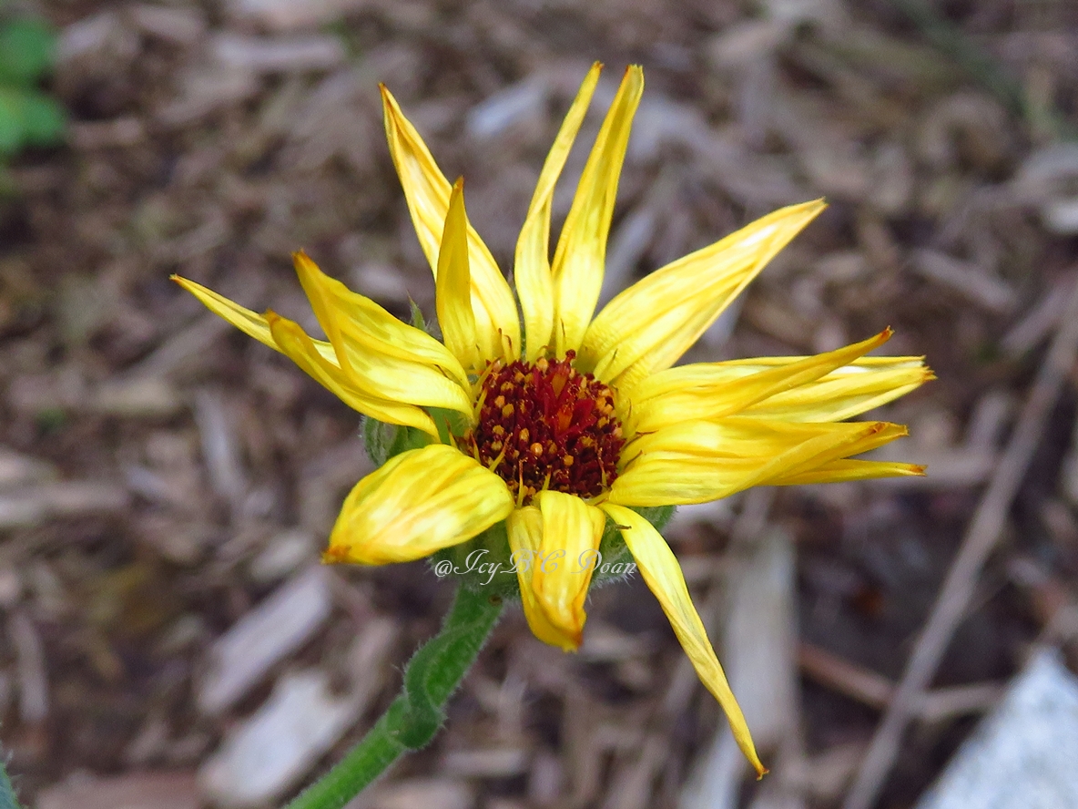 yellow star flower.JPG