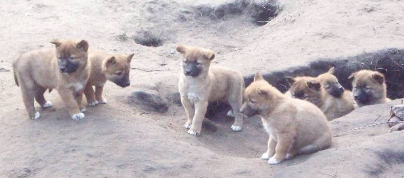 dingo pups.JPG