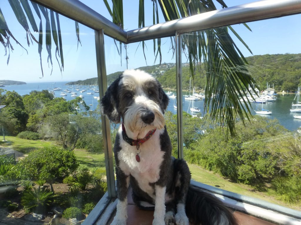 Hund-Manly-Australien-1024x768.jpg