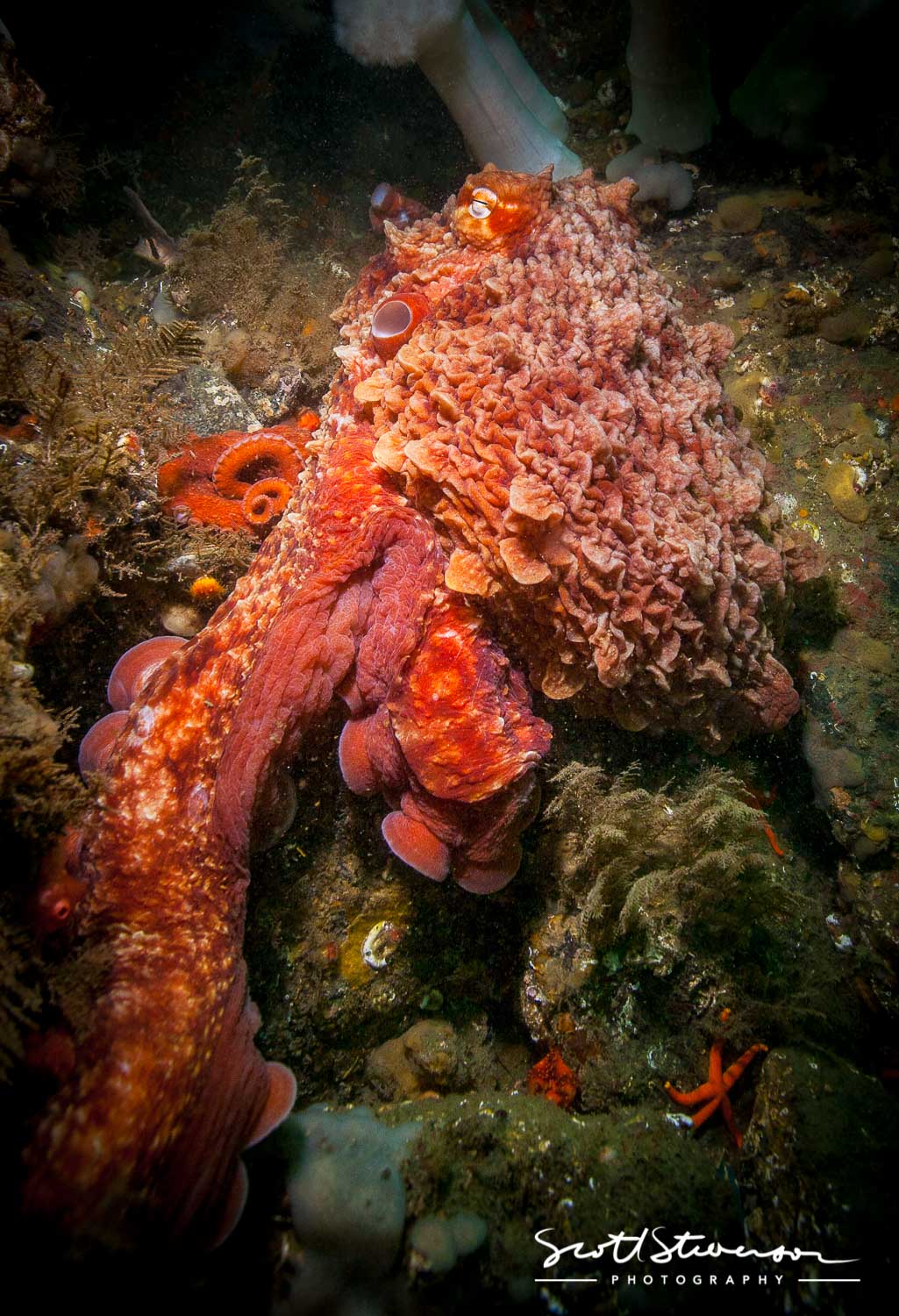 Giant Pacific Octopus-2.jpg