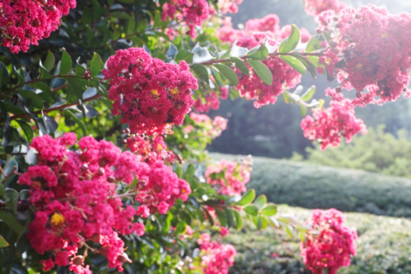 crepe-myrtle-Getty.jpg