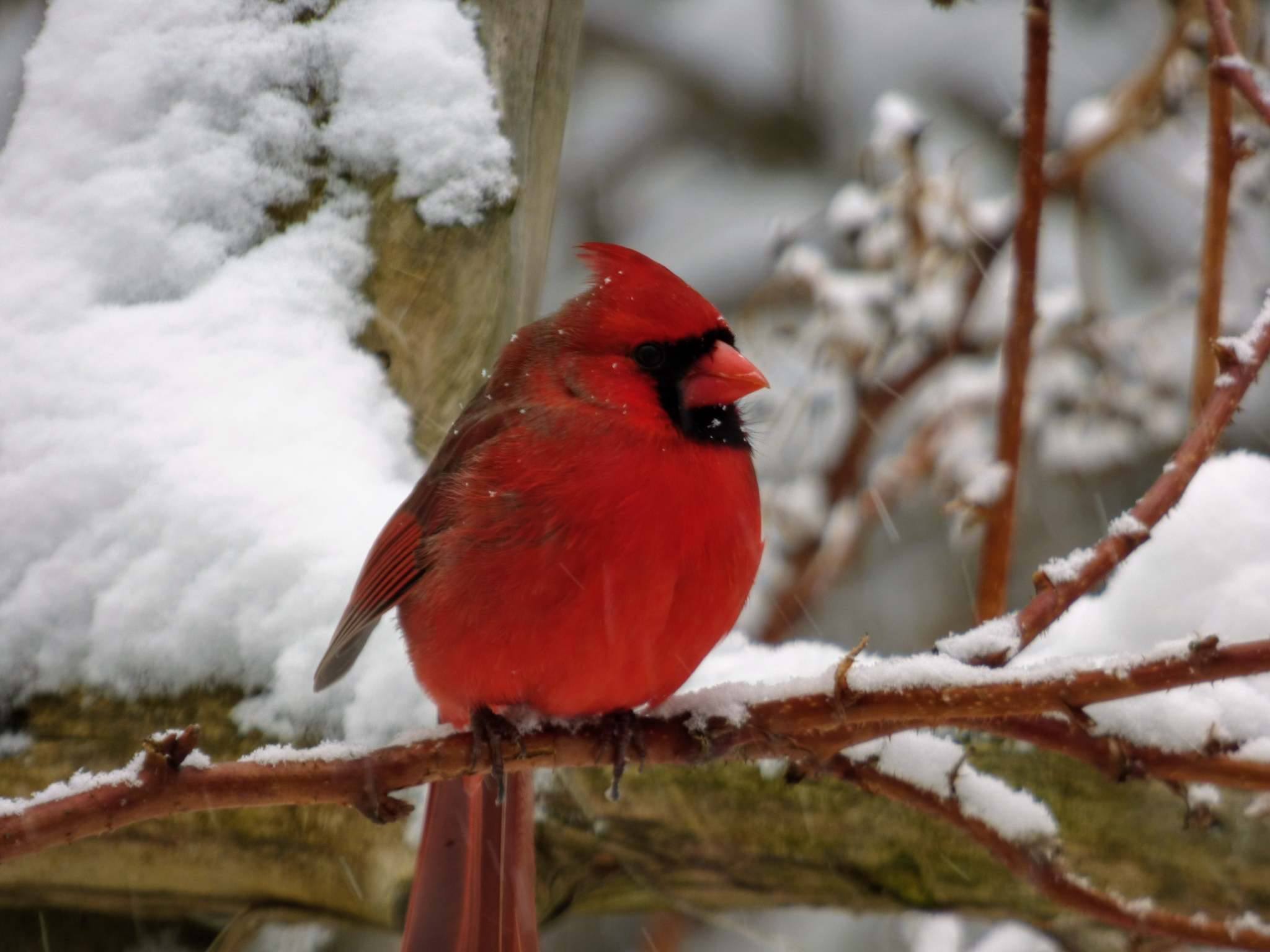 cardinal.jpg