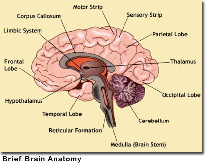 Breif Brain Anatomy.jpg