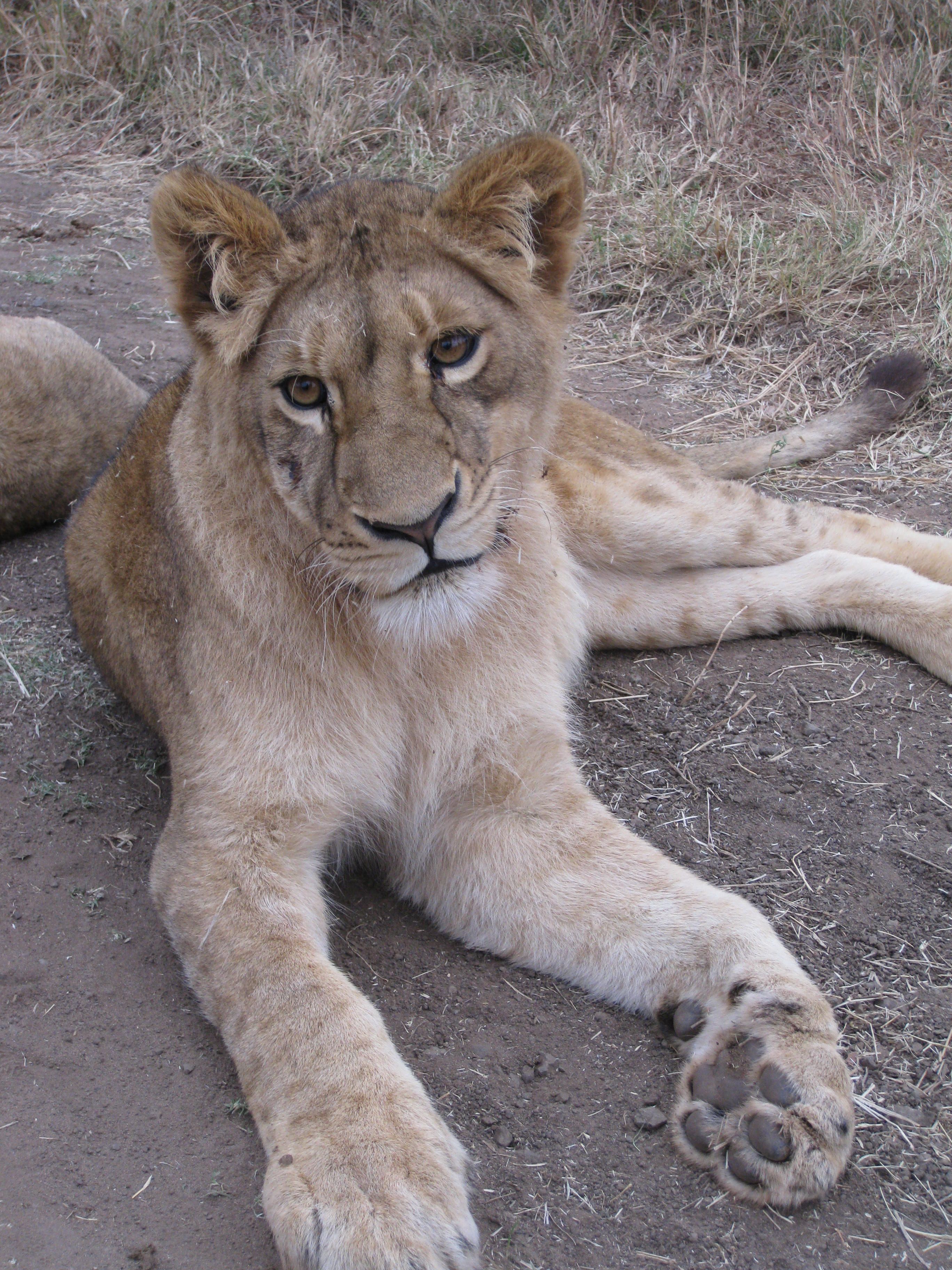 lioness posing for the photo.JPG