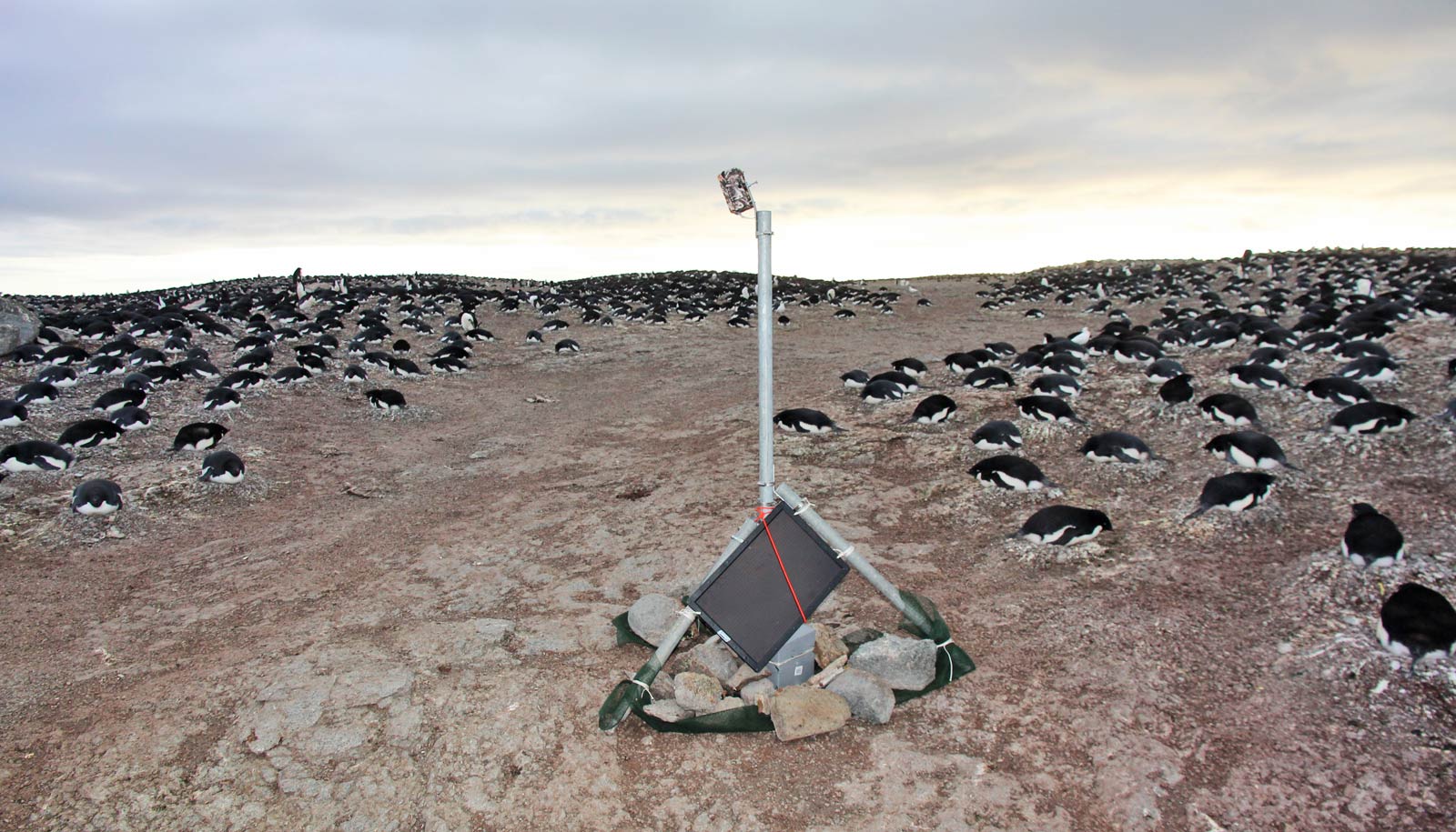 penguin_tracking_1600.jpg