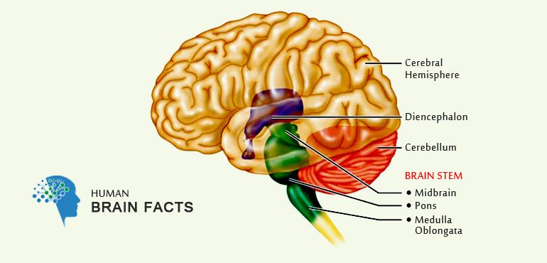 basic-information-about-brain.jpg