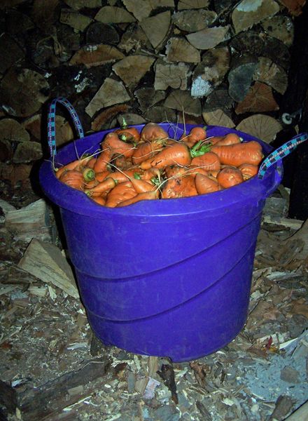 Tote of carrots2 crop Oct. 2017.jpg