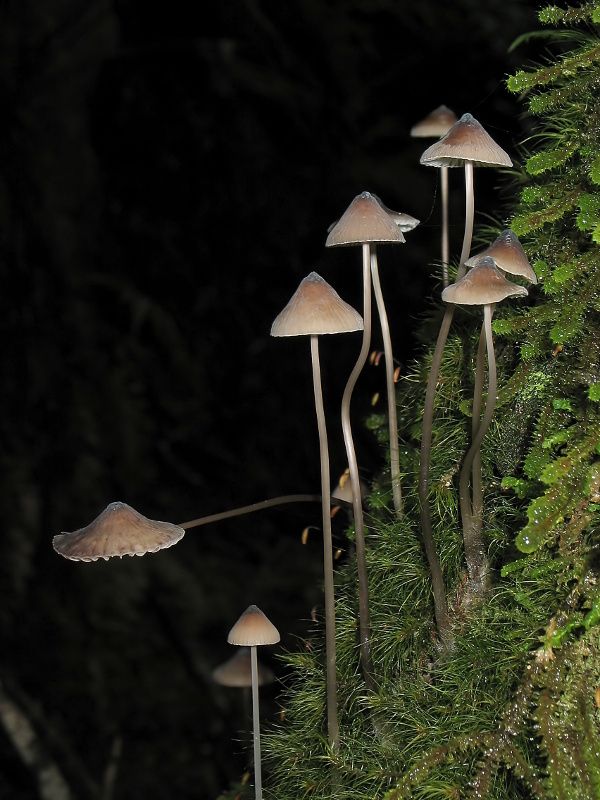 Fungi G Montezima Falls.jpg