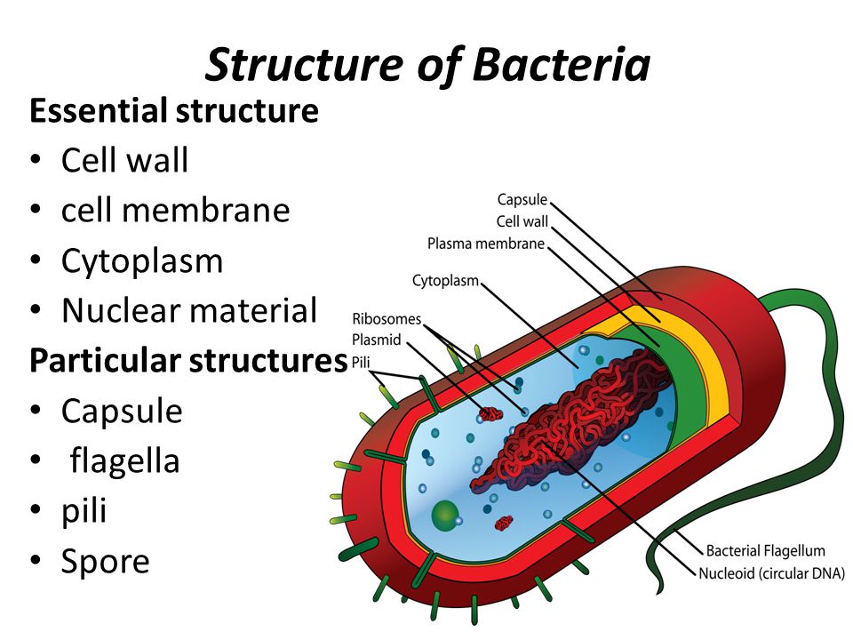 Ingredients bacteria structure — Steemit